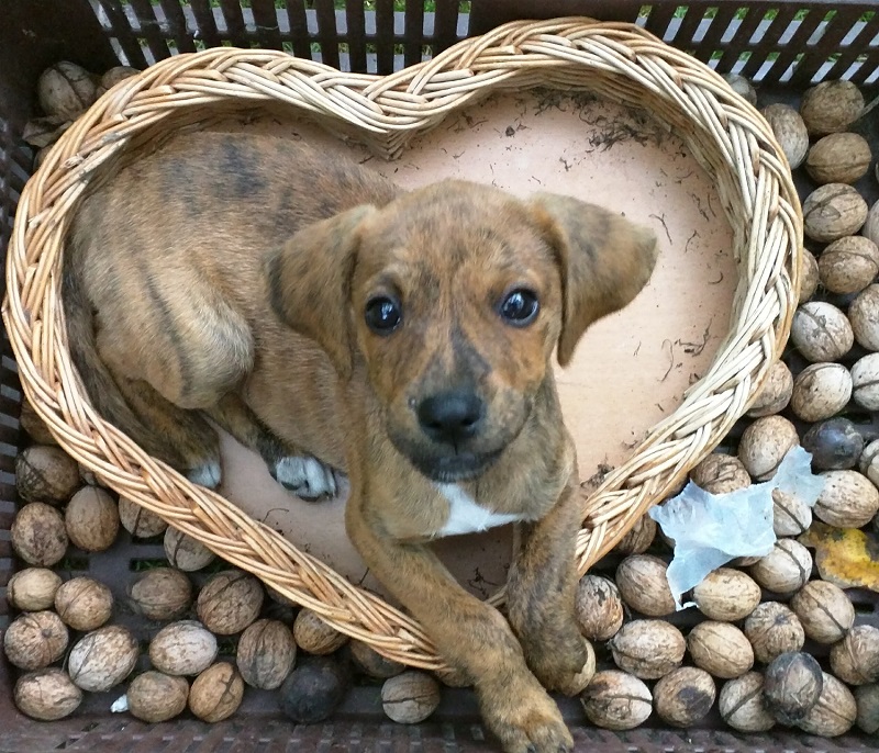 Four months old Theodore sitting in a basket of walnut -  October, 2016